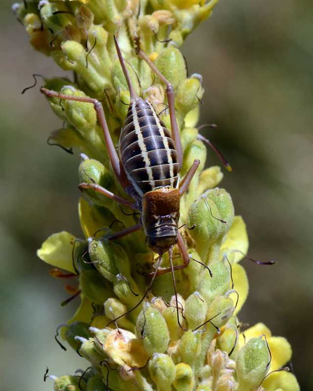 Bradyporidae da identificare